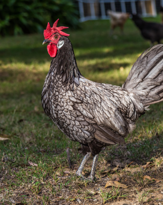 andalusian chicken