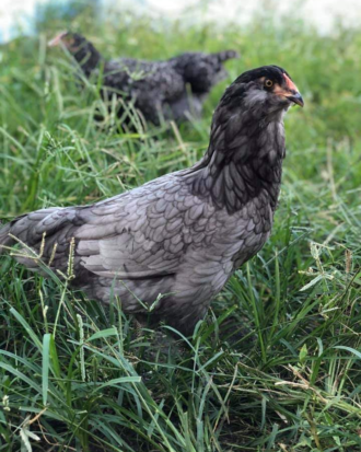 ameraucana chicken