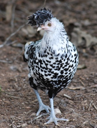 appenzeller chicken