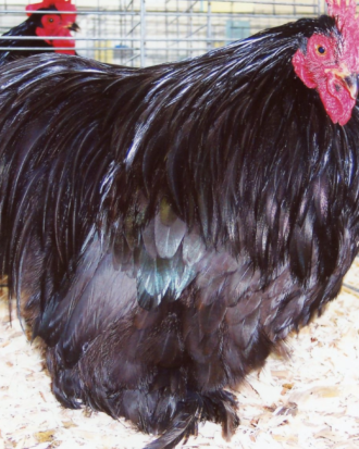 black cochin chicken