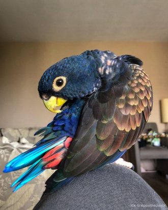 Bronze Winged Pionus