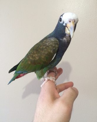 White Capped Pionus